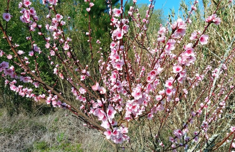 Natuurhuisje in Alfeizerão