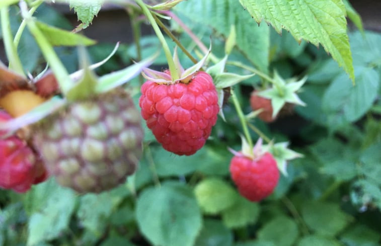 Natuurhuisje in Putten