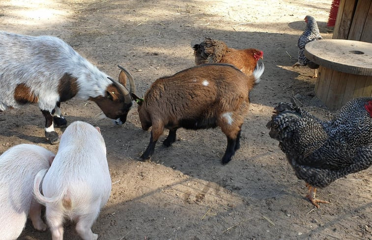 Natuurhuisje in Vaassen