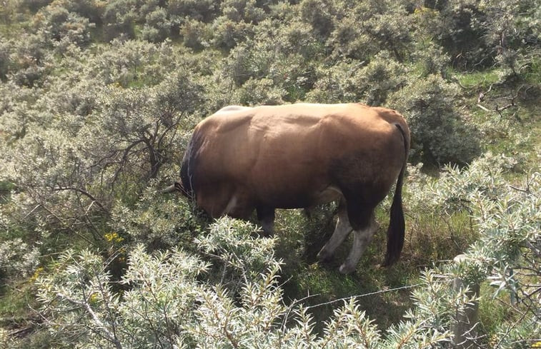 Natuurhuisje in Burgh-Haamstede