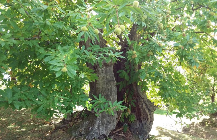 Natuurhuisje in Piana dei castagni