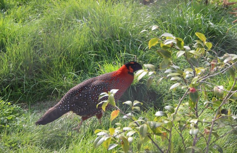 Natuurhuisje in Ritthem