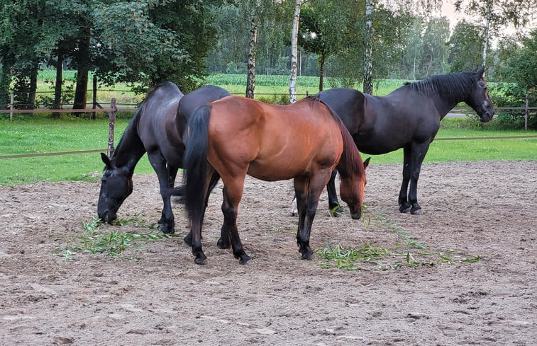 Natuurhuisje in Diepenheim