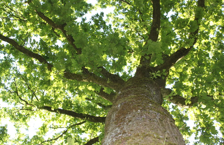 Natuurhuisje in Appelscha