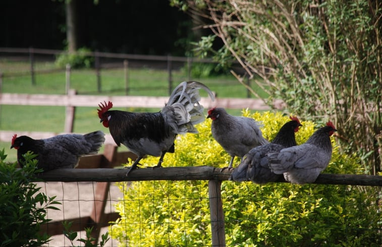 Natuurhuisje in Vledderveen