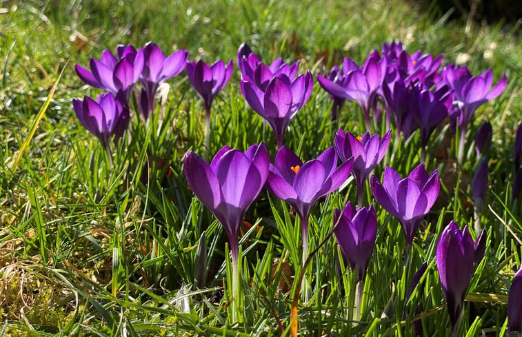 Natuurhuisje in Leersum