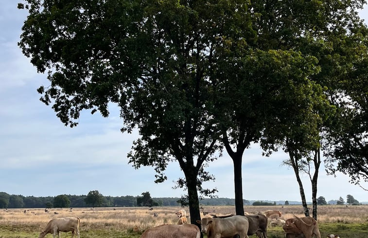 Natuurhuisje in Ruinen