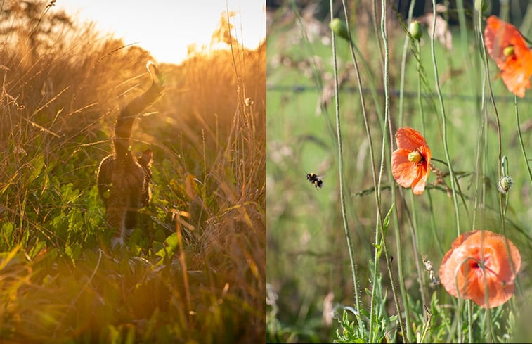 Natuurhuisje in Geesteren