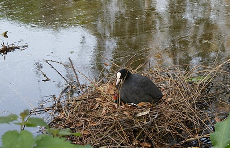 Natuurhuisje in Borculo