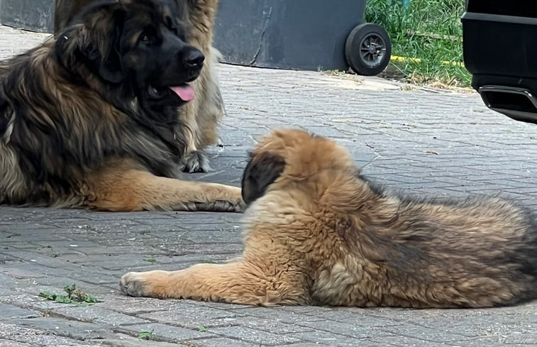 Natuurhuisje in Balkbrug