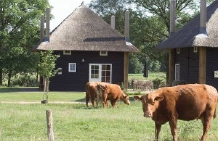 Natuurhuisje in Enter