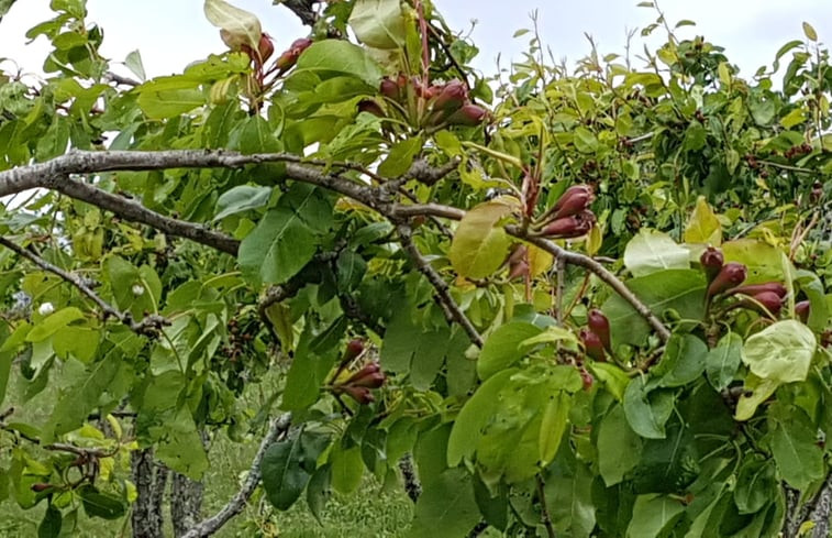 Natuurhuisje in Montevarchi