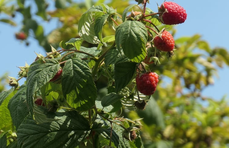 Natuurhuisje in Hengevelde