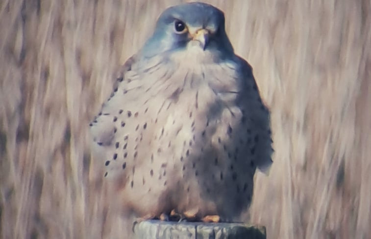 Natuurhuisje in Burgerbrug - Groet - Petten