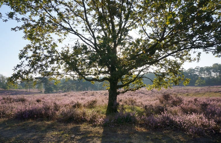 Natuurhuisje in Overasselt