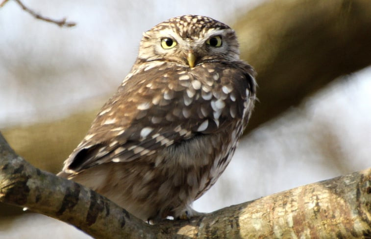 Natuurhuisje in Ansen