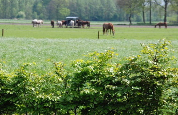 Natuurhuisje in Leende