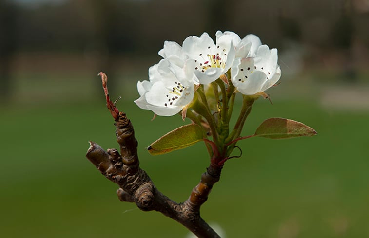 Natuurhuisje in Veldhoven (Oerle)