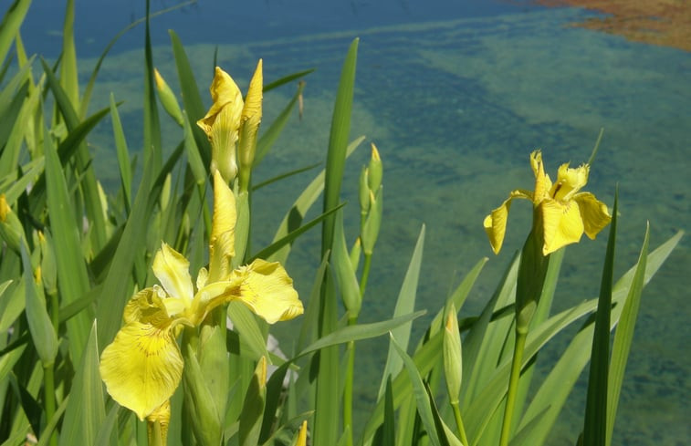 Natuurhuisje in Zerkegem