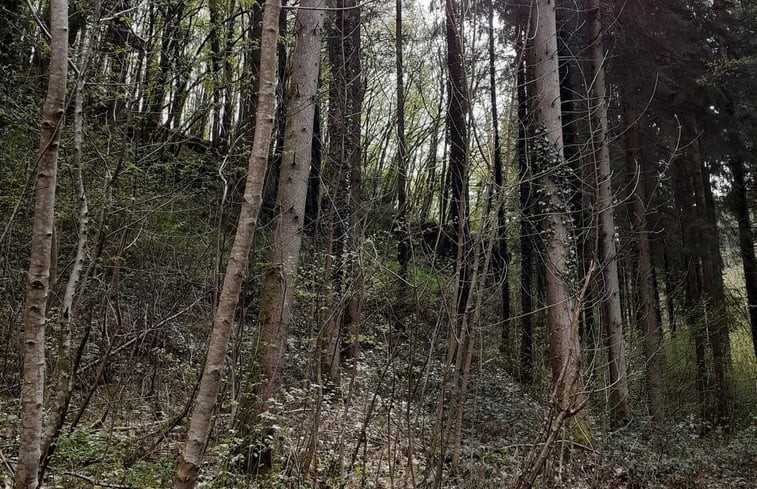 Natuurhuisje in La roche-en-ardenne