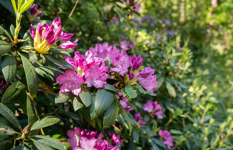 Natuurhuisje in Norg