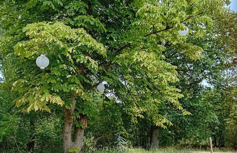 Natuurhuisje in de Lutte