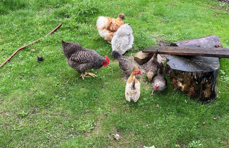 Natuurhuisje in Schoorl