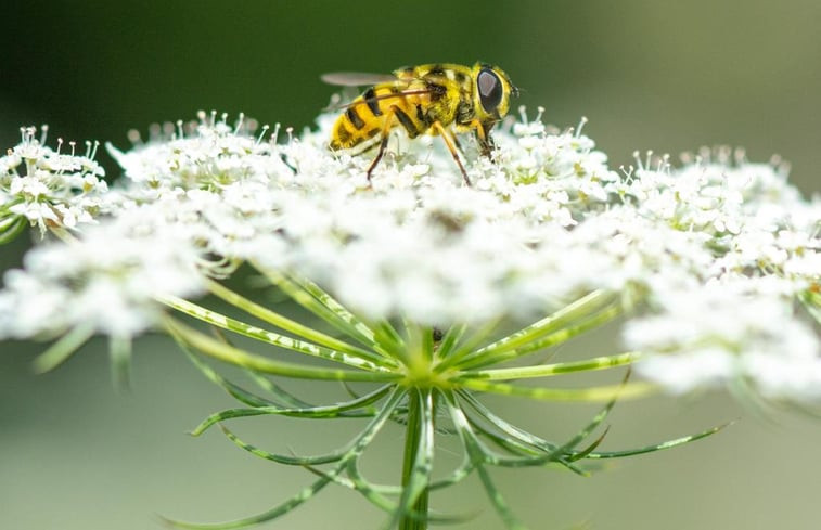 Natuurhuisje in Hengevelde