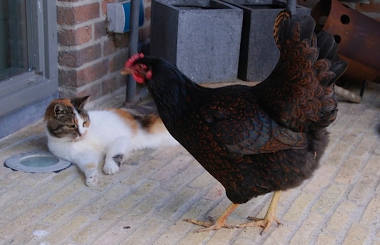 Natuurhuisje in Lemmer