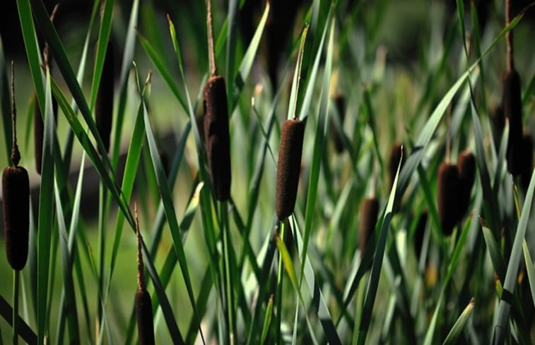 Natuurhuisje in LaChapelle-Auzac - Souillac