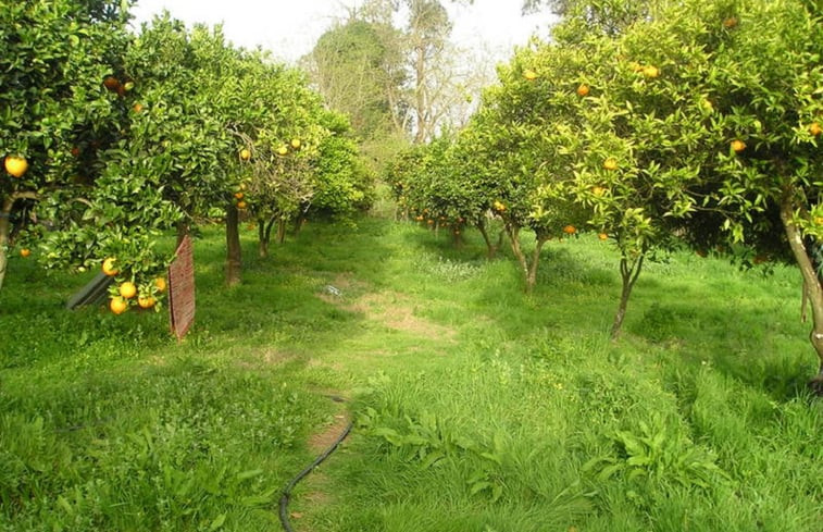 Natuurhuisje in Cercal do Alentejo