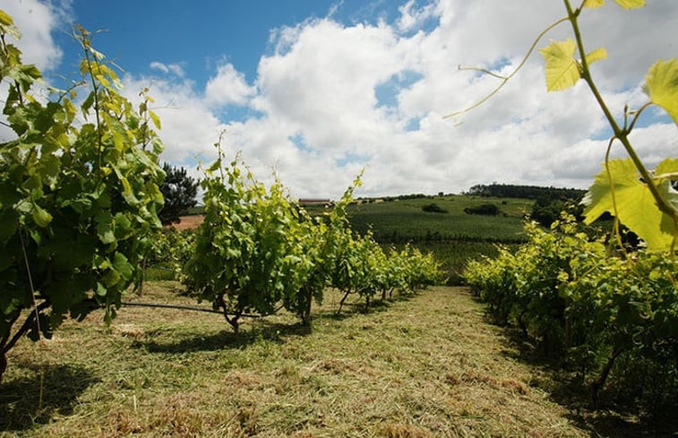 Natuurhuisje in Vimeiro, Alcobaça