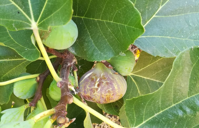 Natuurhuisje in Quatrim do Sul, Moncarapacho