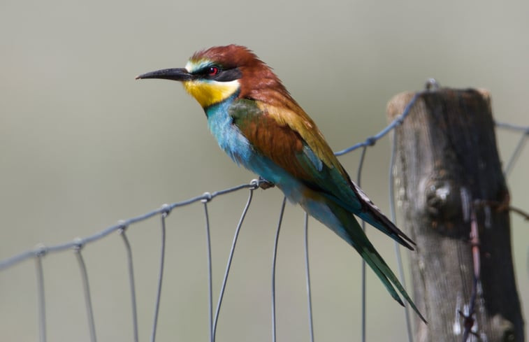 Natuurhuisje in Berzocana