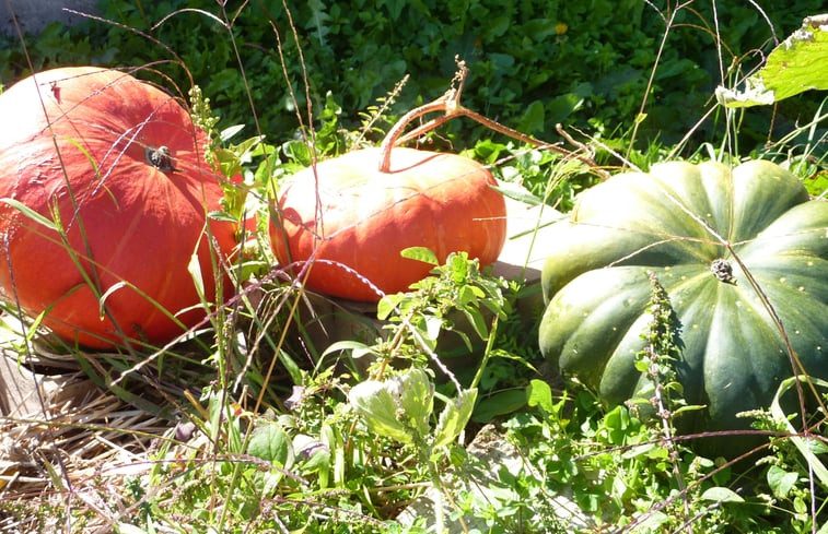 Natuurhuisje in Nages