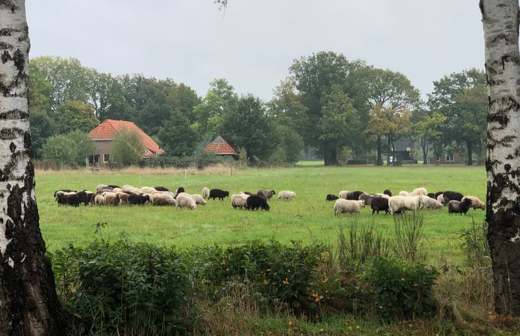 Natuurhuisje in Ruinen