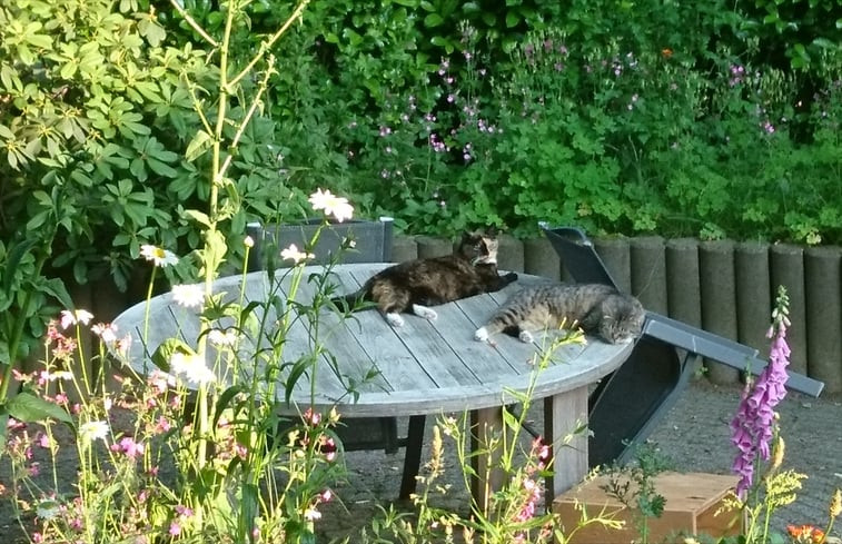 Natuurhuisje in Kootwijk