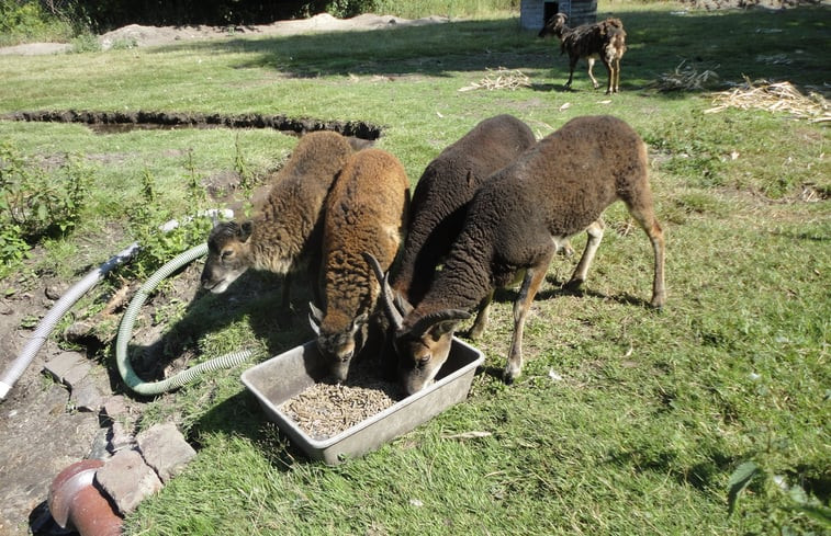 Natuurhuisje in Schortens