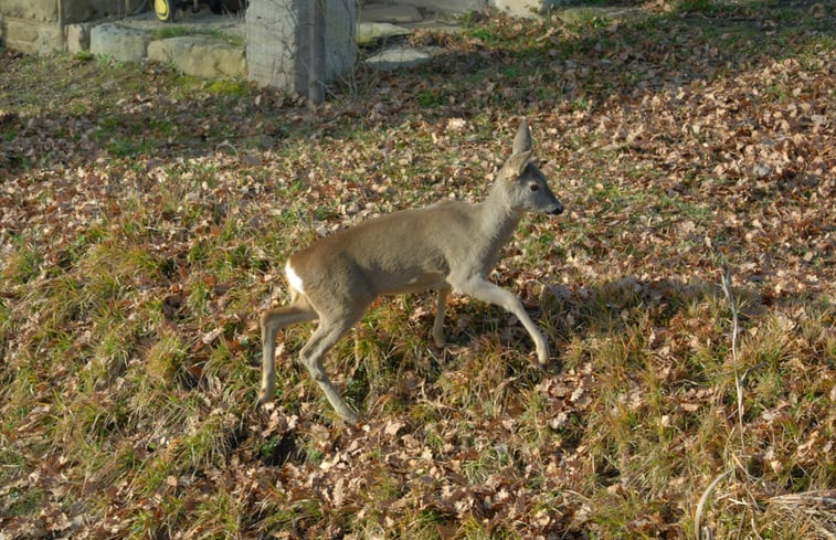 Natuurhuisje in Anghiari