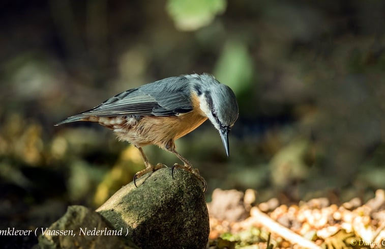 Natuurhuisje in Vaassen