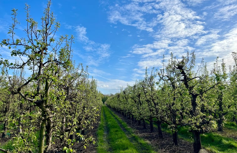 Natuurhuisje in Wissenkerke