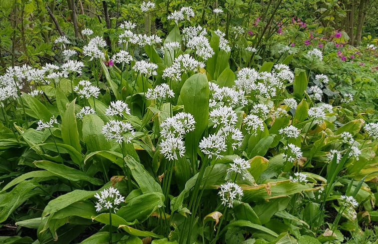 Natuurhuisje in Andijk