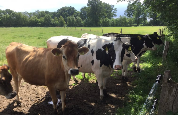 Natuurhuisje in breklenkamp