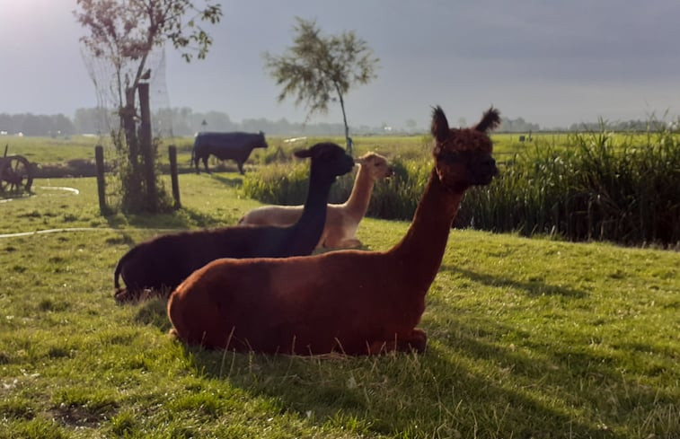 Natuurhuisje in Hallum (Bartlehiem)