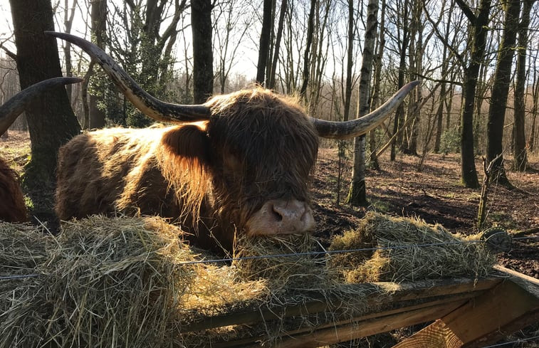 Natuurhuisje in Mantinge