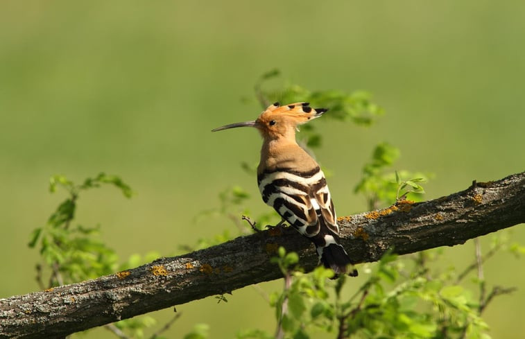 Natuurhuisje in Tiszagyenda