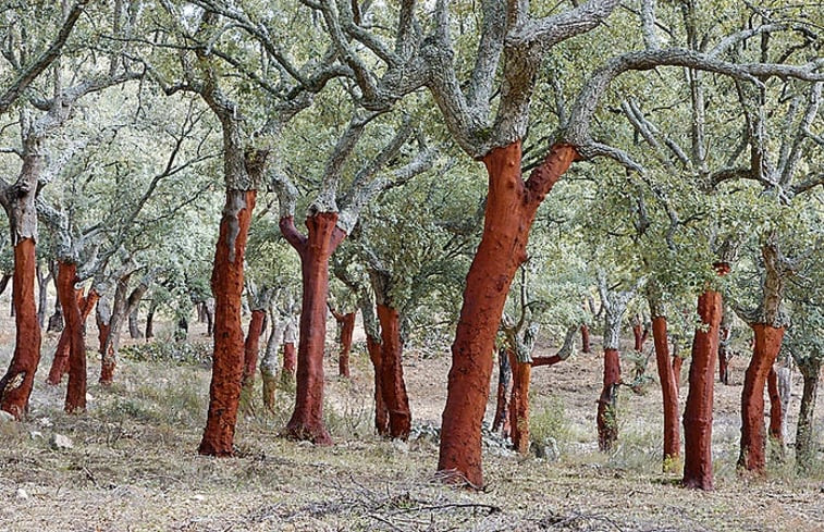 Natuurhuisje in Berzocana