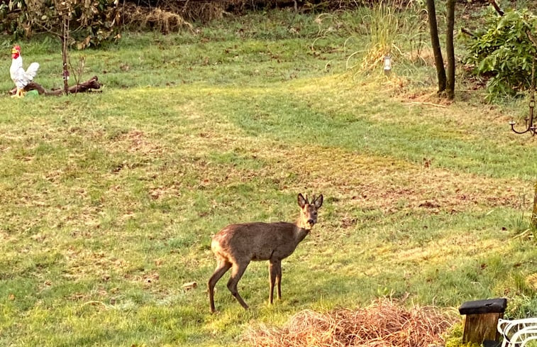 Natuurhuisje in Holten