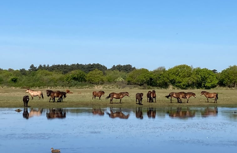 Natuurhuisje in Egmond-Binnen