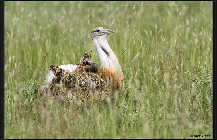 Natuurhuisje in Tiszagyenda